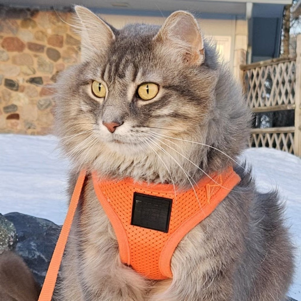 Reflective Cat Harness & Leash Set